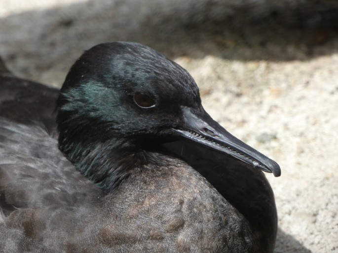 Mergus octosetaceus, morčák paranský