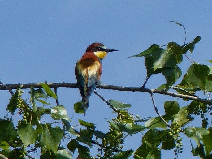 Merops apiaster, vlha pestrá