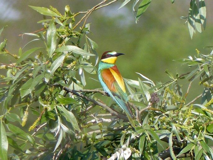 Merops apiaster, vlha pestrá