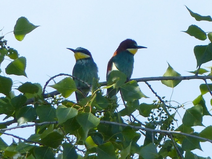 Merops apiaster, vlha pestrá