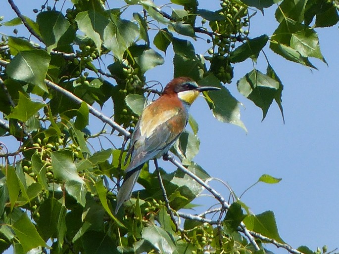 Merops apiaster, vlha pestrá