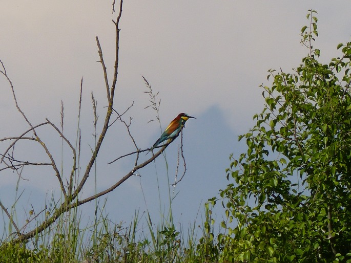 Merops apiaster, vlha pestrá