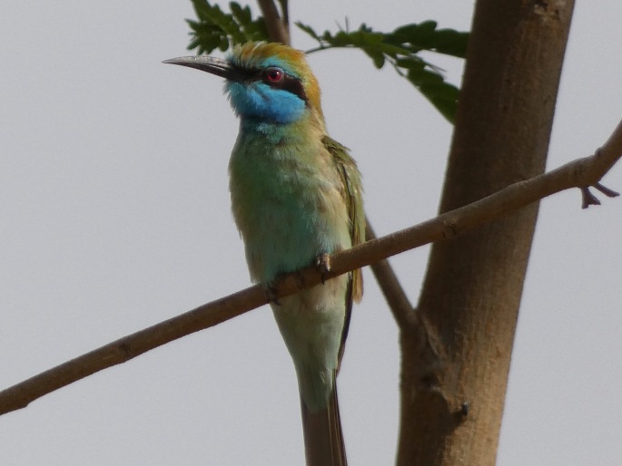 Merops cyanophrys, vlha arabská