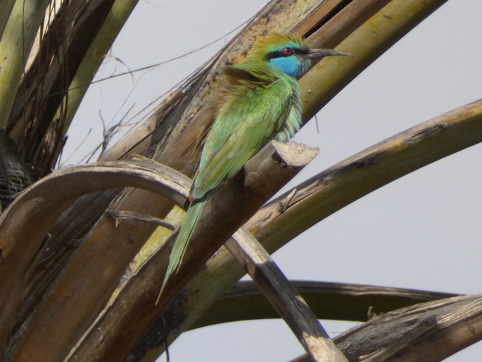 Merops cyanophrys, vlha arabská