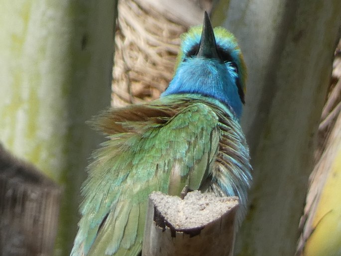 Merops cyanophrys, vlha arabská