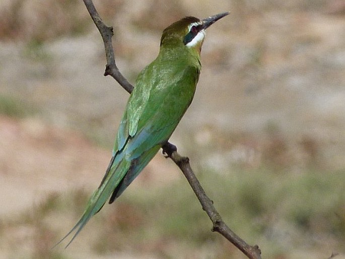 Merops superciliosus, vlha zelená