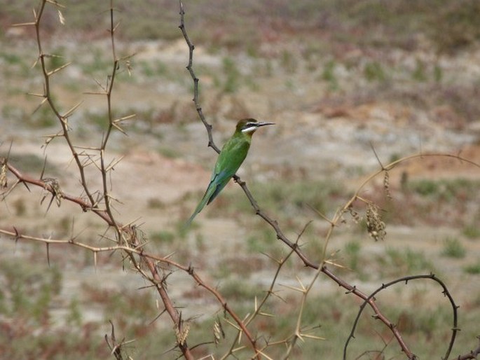 Merops superciliosus, vlha zelená