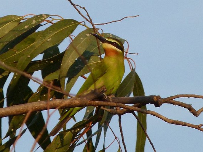 Merops superciliosus, vlha zelená