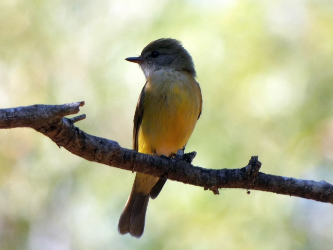 Microeca flavigaster, lejsčík žlutavobřichý