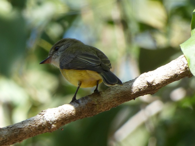 Microeca flavigaster, lejsčík žlutavobřichý