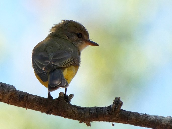 Microeca flavigaster, lejsčík žlutavobřichý