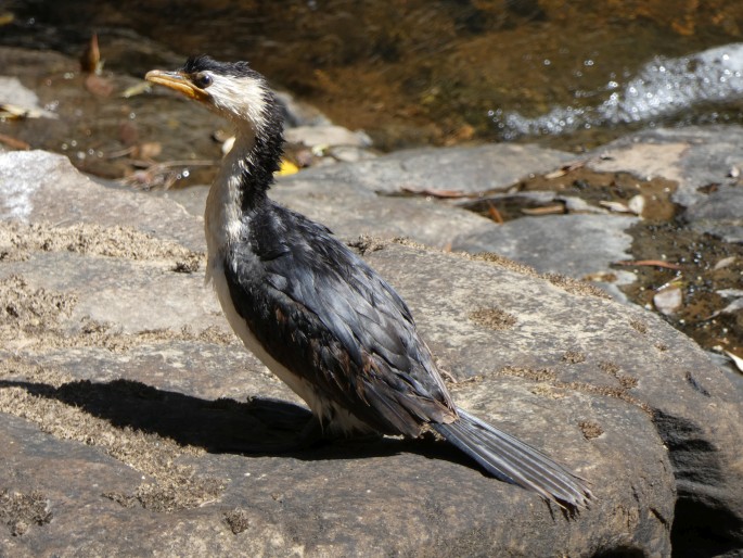 Microcarbo melanoleucos, kormorán černobílý