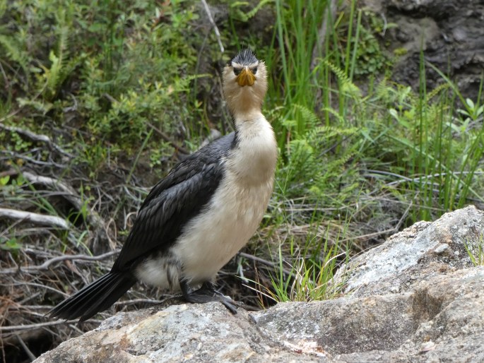 Microcarbo melanoleucos, kormorán černobílý