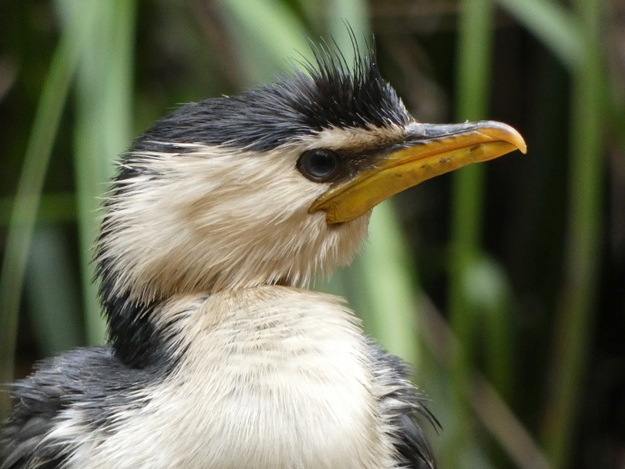 Microcarbo melanoleucos, kormorán černobílý