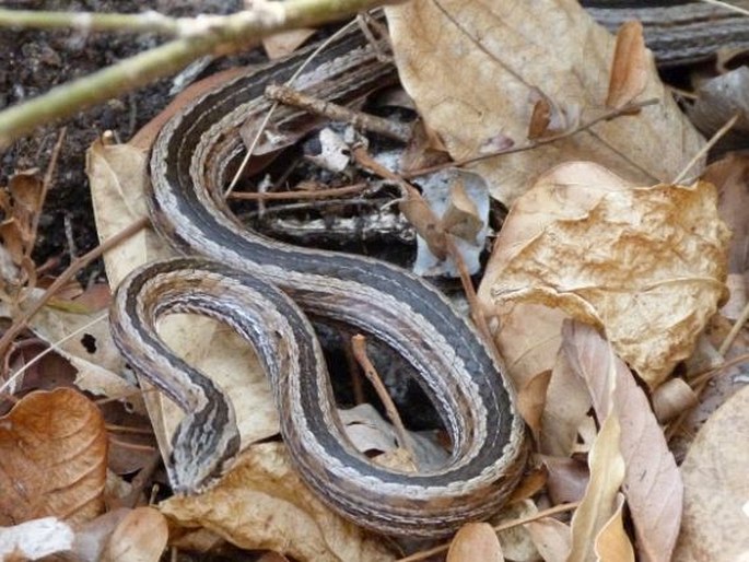 Mimophis mahfalensis (Grandidier, 1867)