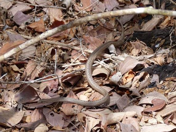 Mimophis mahfalensis