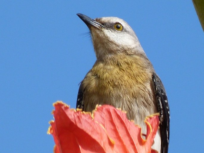 Mimus gilvus, drozdec tropický