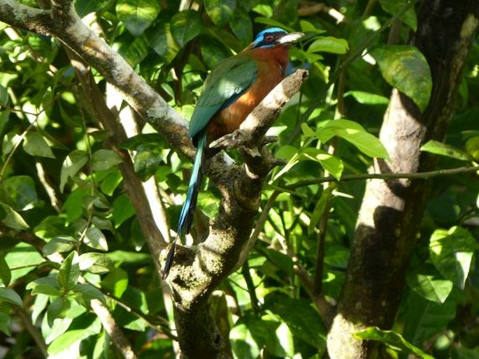 Momotus bahamensis, momot trinidadský