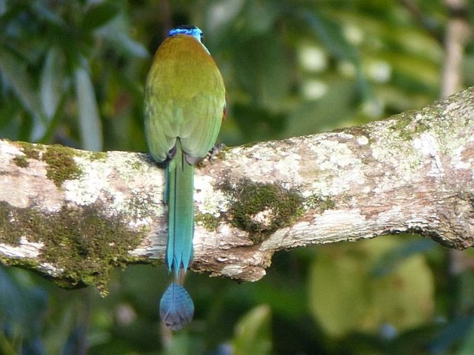 Momotus bahamensis, momot trinidadský