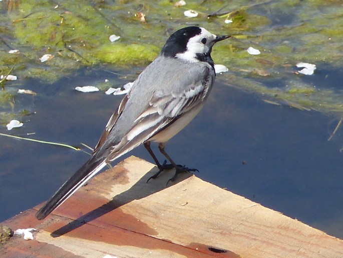 Motacilla alba, konipas bílý