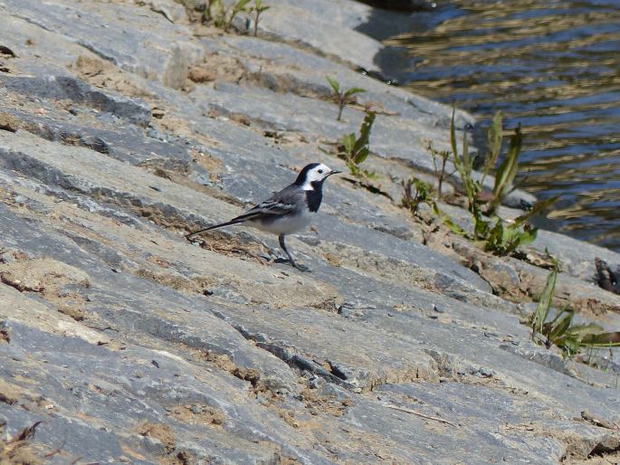 Motacilla alba Linnaeus, 1758; konipas bílý | BOTANY.cz