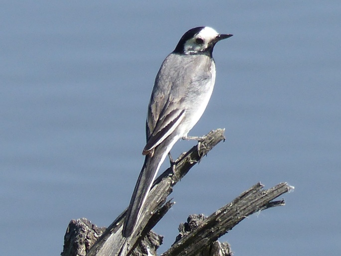 Motacilla alba, konipas bílý