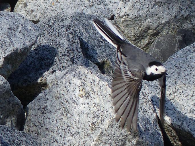 Motacilla alba, konipas bílý