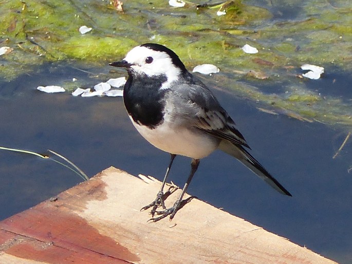 Motacilla alba, konipas bílý