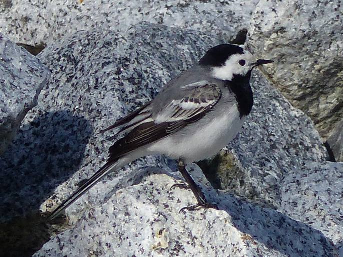 Motacilla alba, konipas bílý