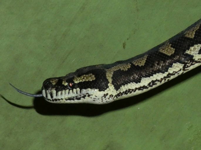 Morelia spilota, krajta diamantová