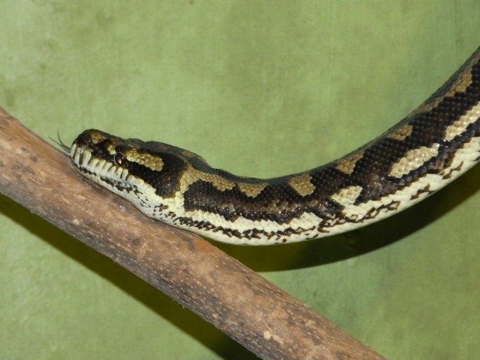 Morelia spilota, krajta diamantová