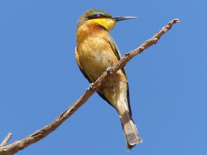 Merops pusillus, vlha malá