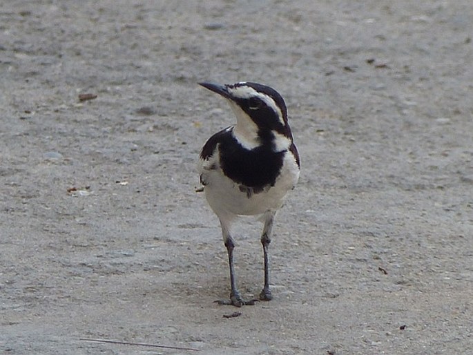 Motacilla aguimp, konipas africký