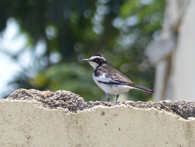 Motacilla aguimp, konipas africký