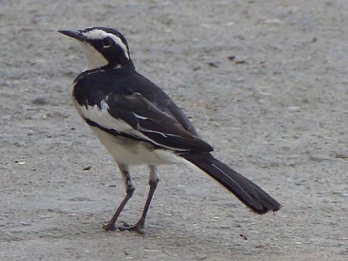 Motacilla aguimp, konipas africký