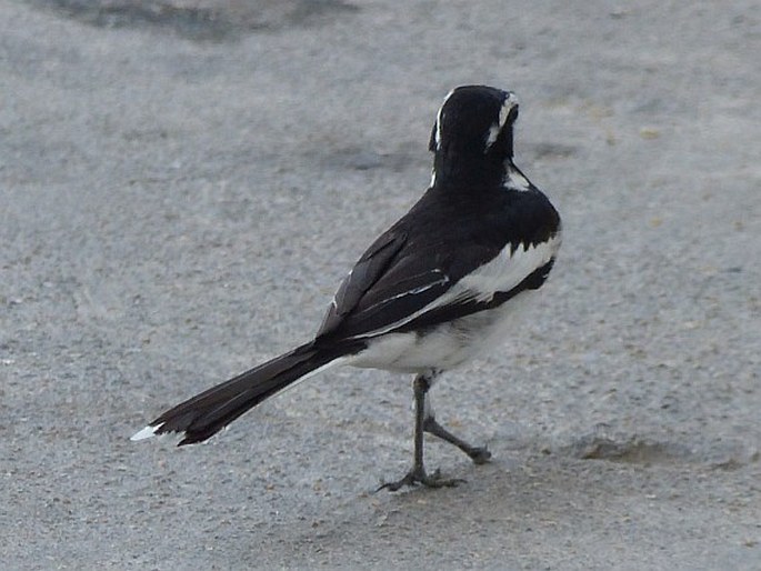 Motacilla aguimp, konipas africký