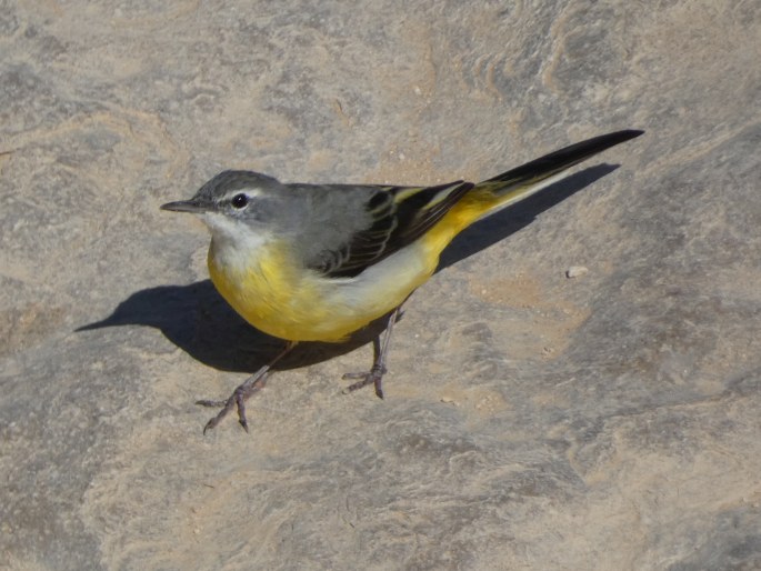 Motacilla cinerea, konipas horský