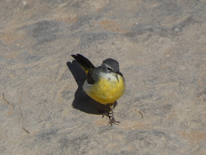 Motacilla cinerea, konipas horský