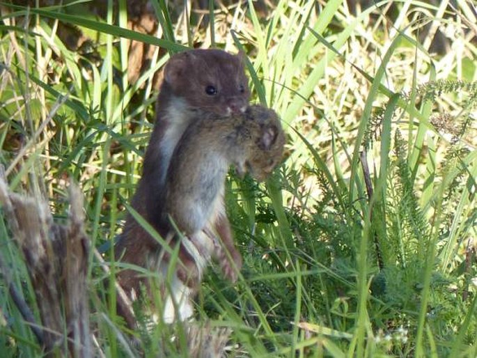 Mustela nivalis Linnaeus, 1766; lasice kolčava