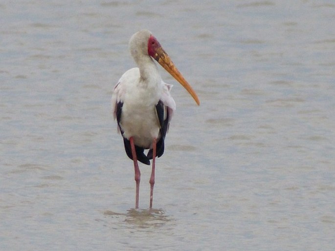 Mycteria ibis, nesyt africký