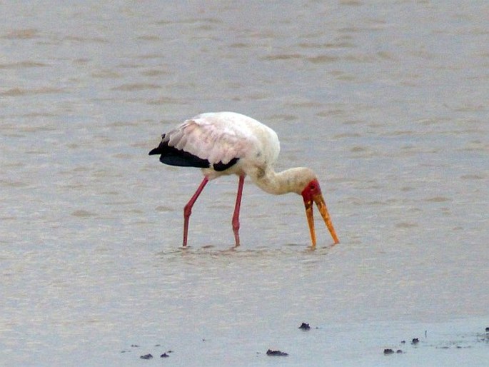 Mycteria ibis, nesyt africký