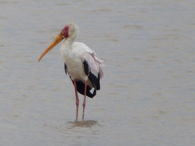 Mycteria ibis, nesyt africký