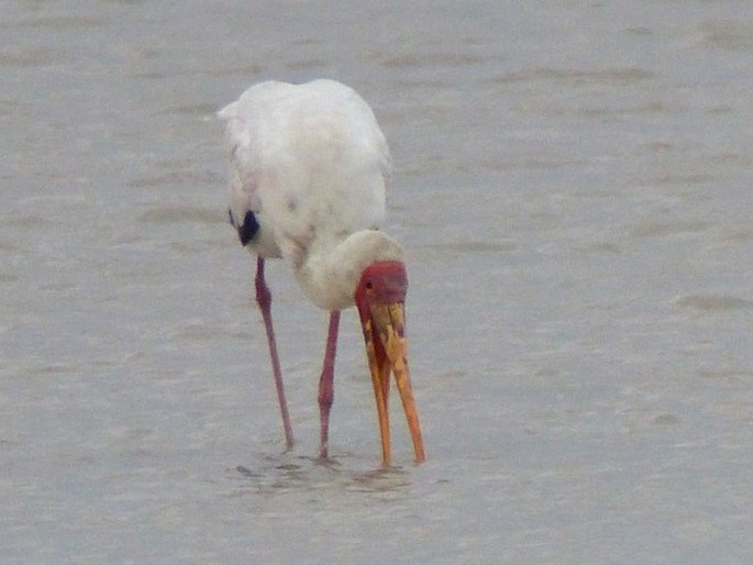 Mycteria ibis, nesyt africký