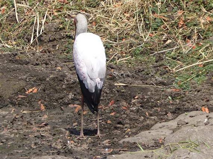 Mycteria ibis, nesyt africký