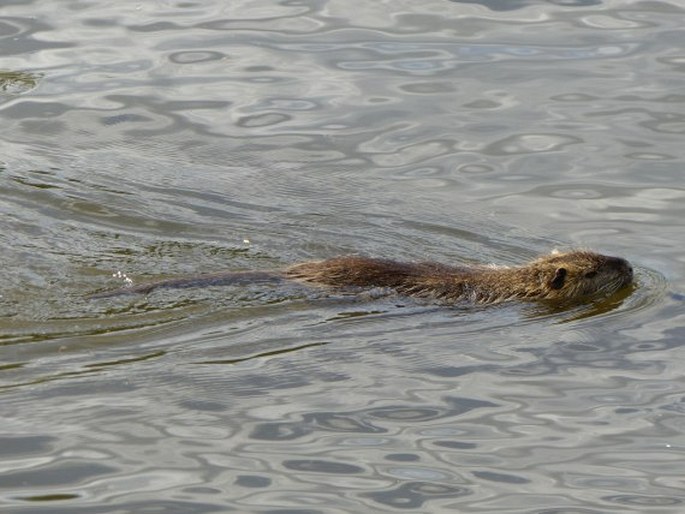 Myocastor coypus