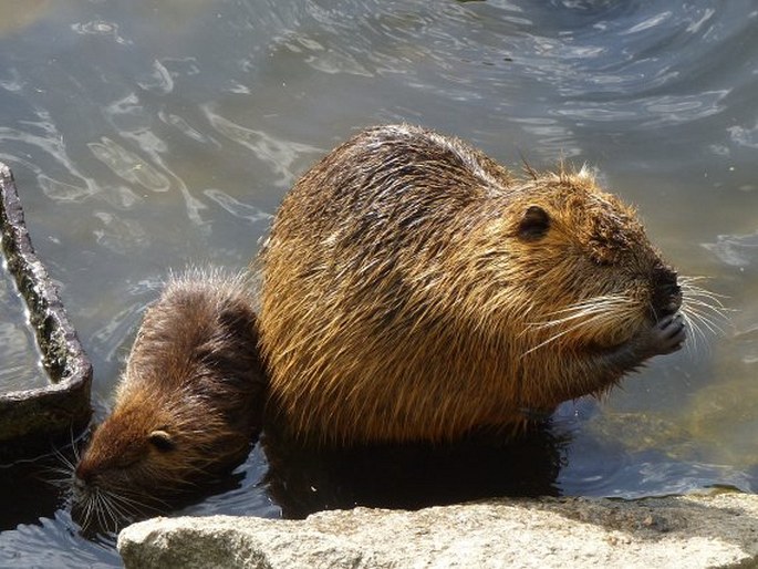 Myocastor coypus