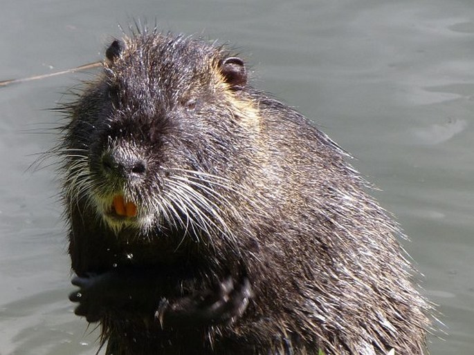 Myocastor coypus