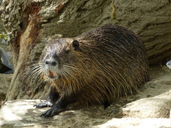 Myocastor coypus