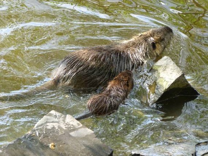 Myocastor coypus