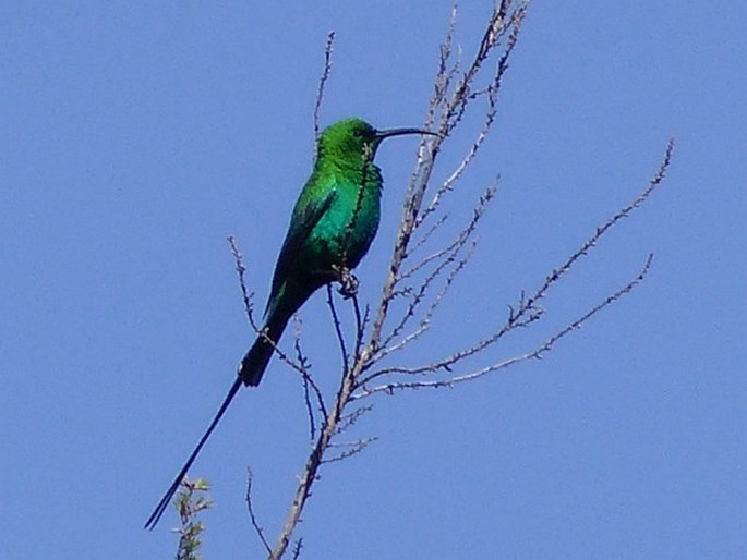 Nectarinia famosa (Linnaeus, 1766); strdimil malachitový